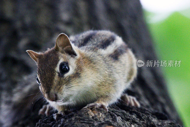 加拿大:东部花栗鼠(Tamias striatus)